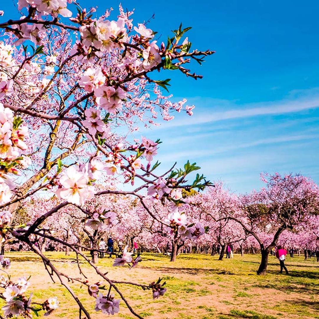 Los mejores sitios de España y Portugal para ver los almendros en flor estos días