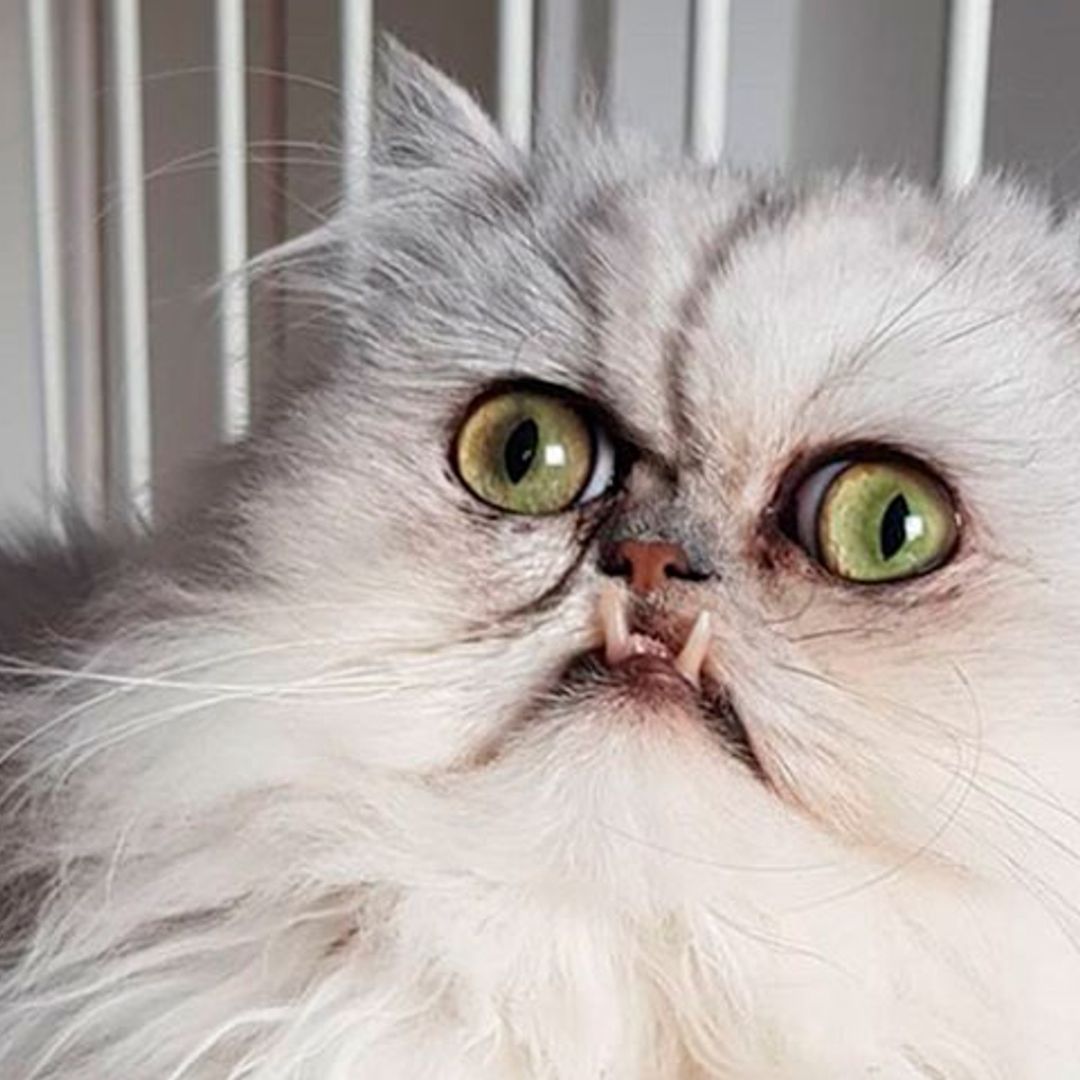 Conoce a Wilfred, un gato de aspecto 'terrorífico' que te conquistará