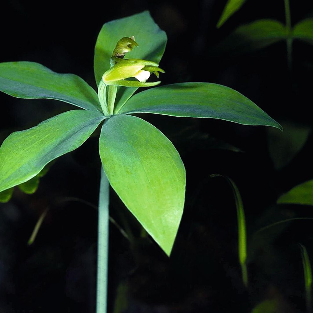Del pingüino artista que triunfa con sus cuadros a la orquídea más peculiar