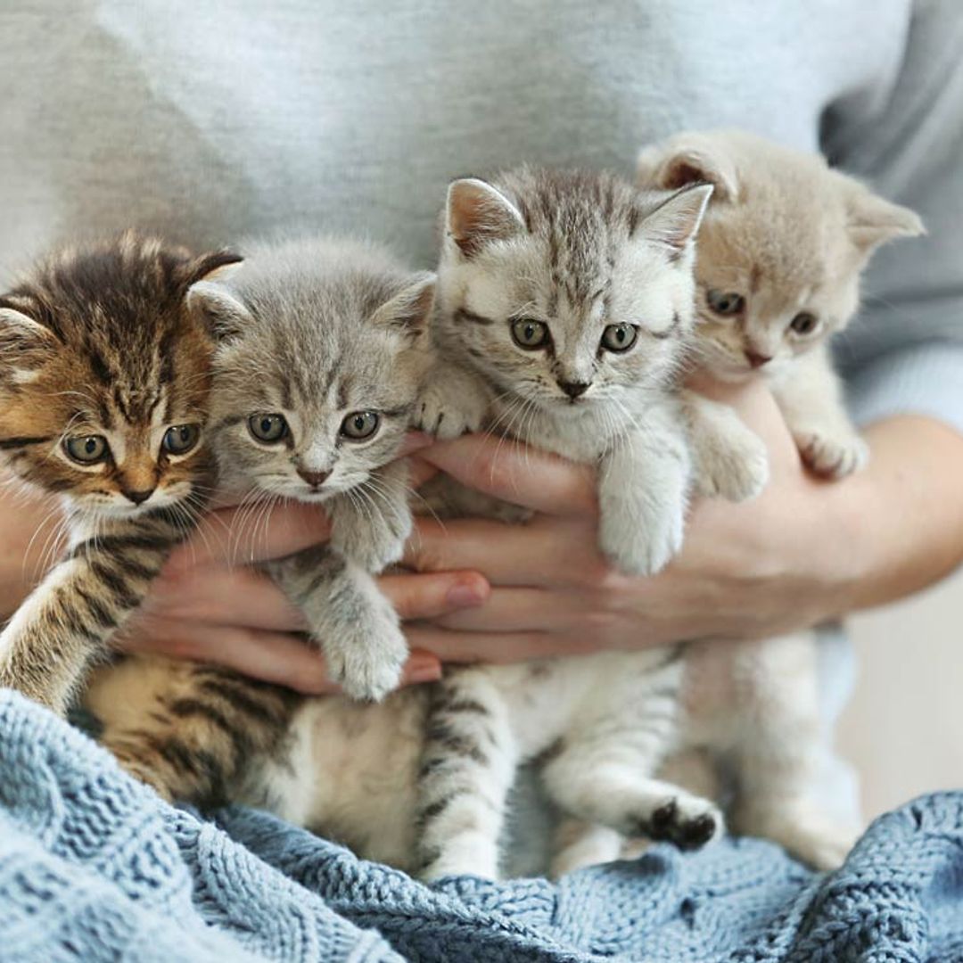 puedes criar gatos padre e hija