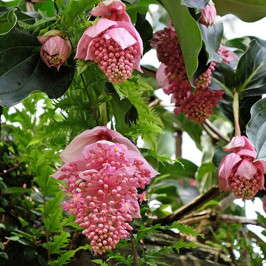 Medinilla, una planta de interior de flores espectaculares
