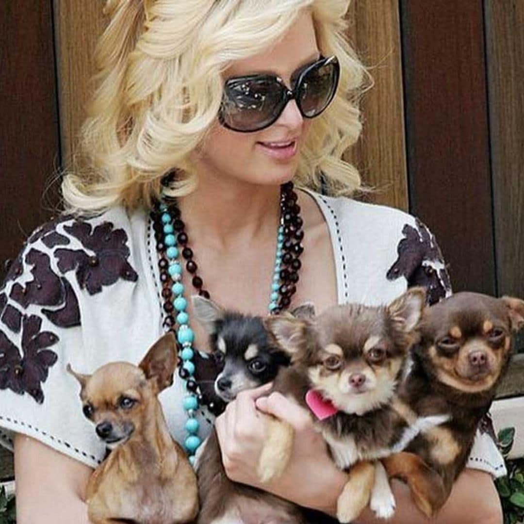 ¿Cuántos años vive un perro chihuahua como el de Paris Hilton que ha muerto recientemente?