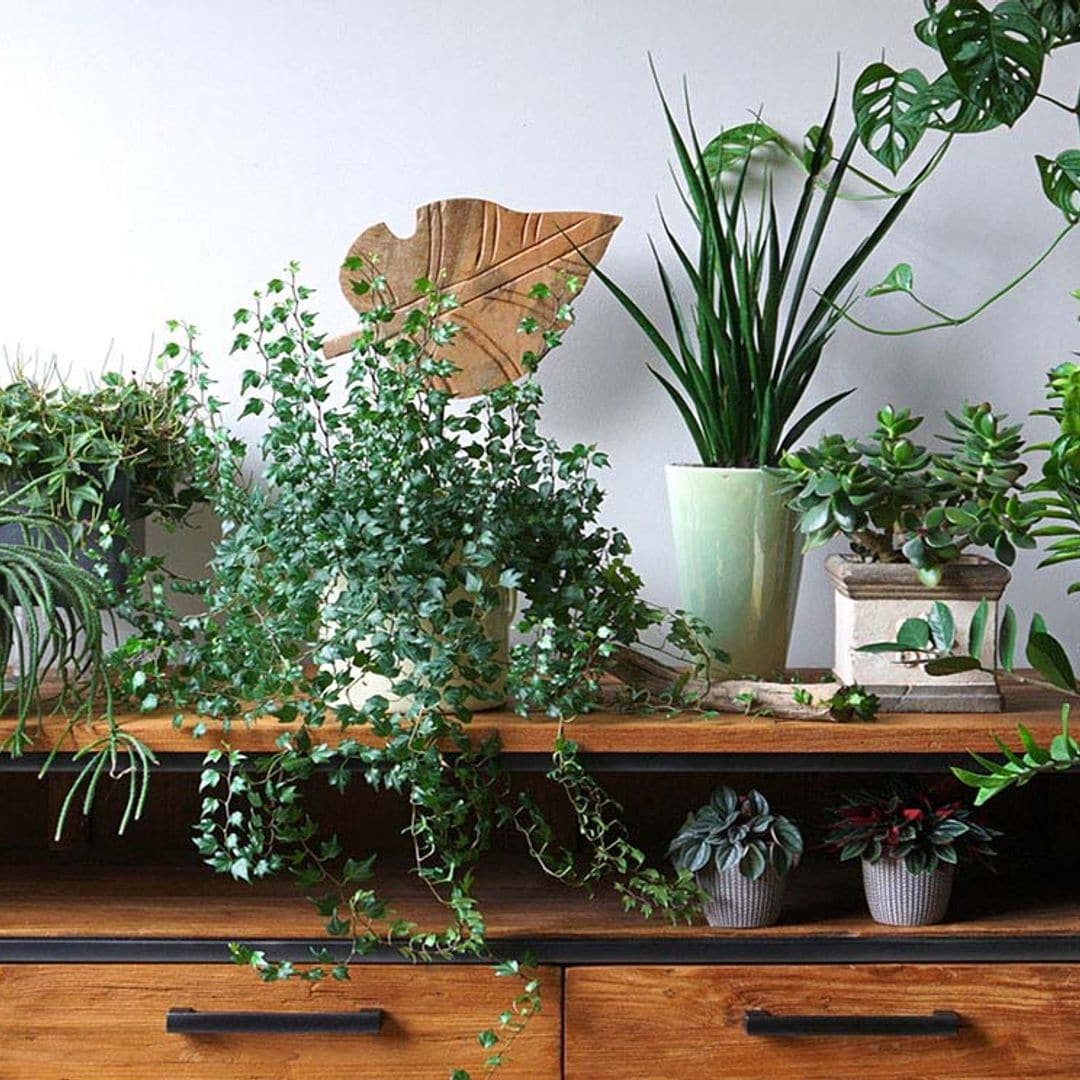 Estas son las plantas de interior más decorativas para tu casa