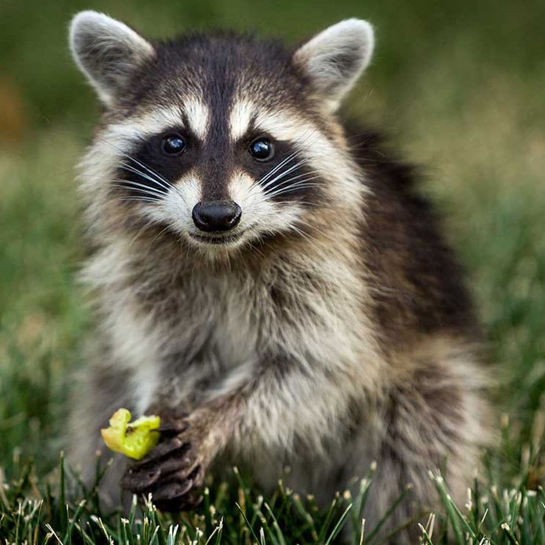 Curiosidades sobre los mapaches que te sorprenderán