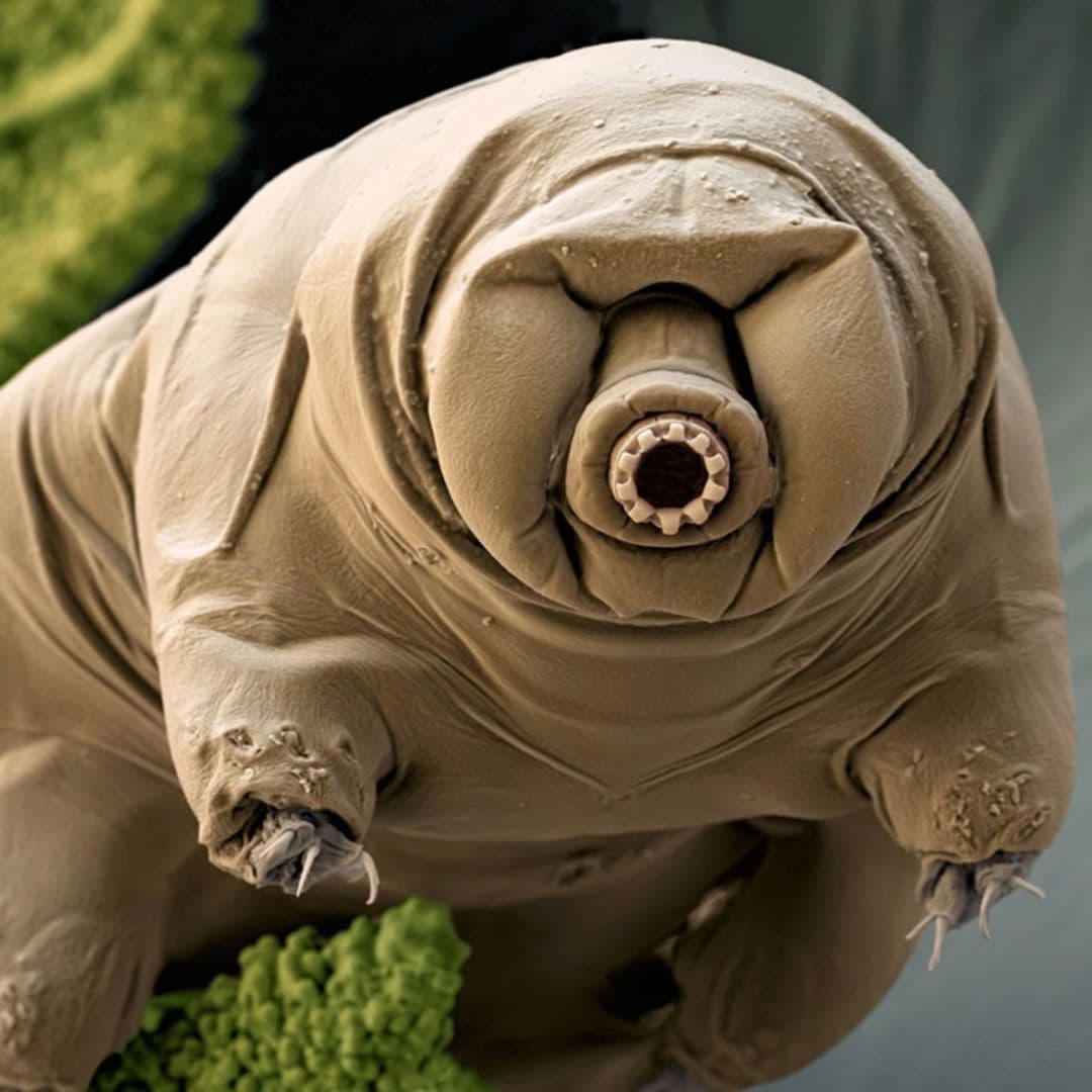 Así es el animal más fuerte del mundo: mide menos de un milímetro y puede sobrevivir en el espacio