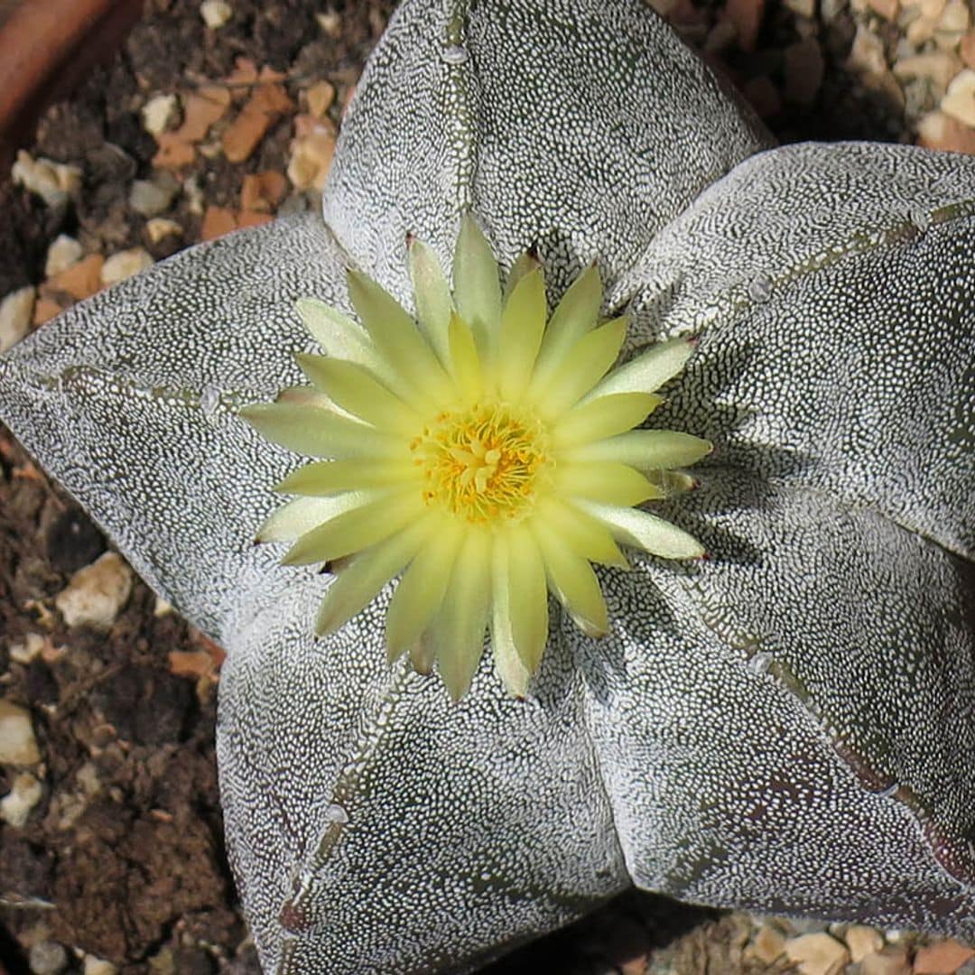 El curioso cactus birrete de obispo quiere ser la estrella de tu jardín