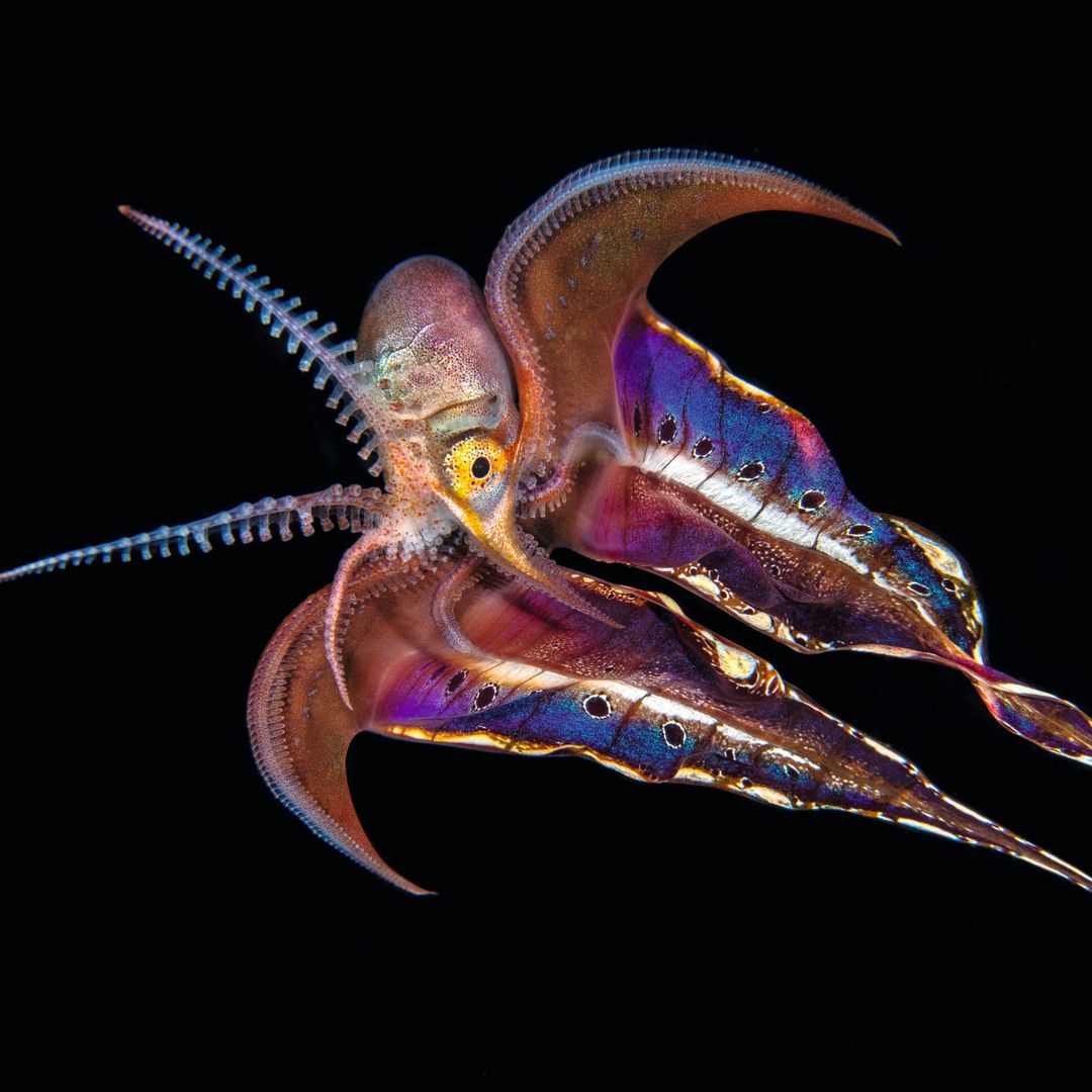 En imágenes: el asombroso espectáculo nocturno que ocurre cada noche en las profundidades del océano