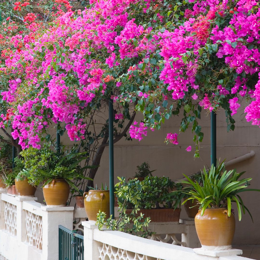 Buganvilla: la planta que da más color que ninguna y exige menos de lo que crees