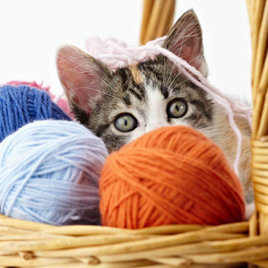 Accesorios de diseño para tu gato