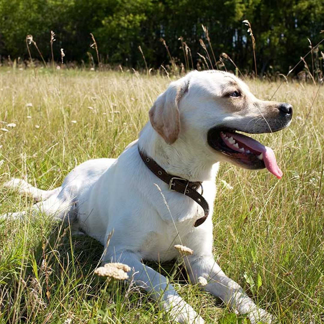 ¿Sabías que el mal aliento de tu perro podría alertarte de un problema grave?