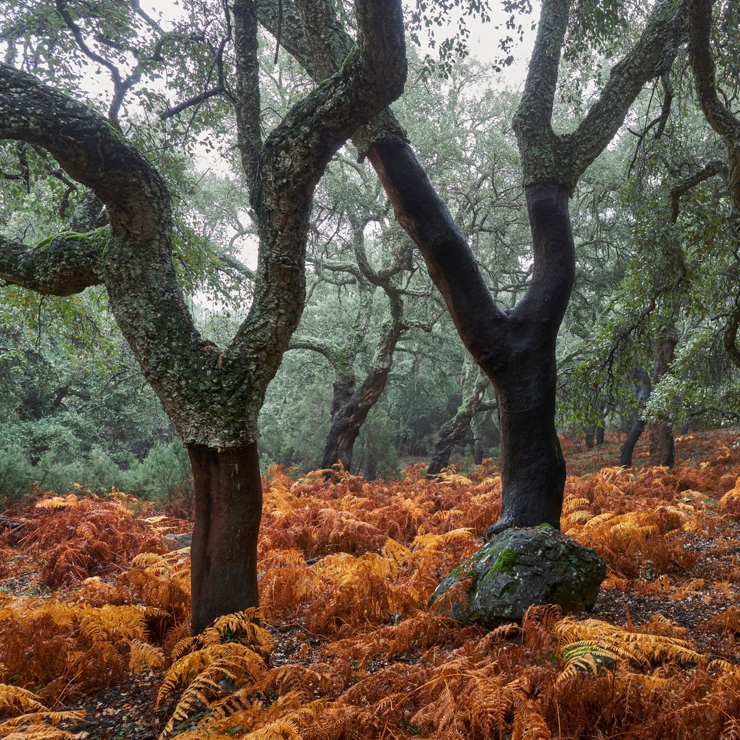 Parque Natural de los Alcornocales, Cádiz