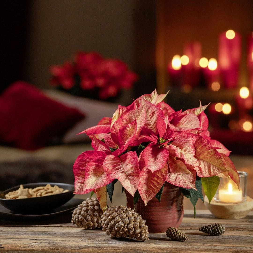 Centro de mesa navideño con flor de Pascua en tonos rosados.