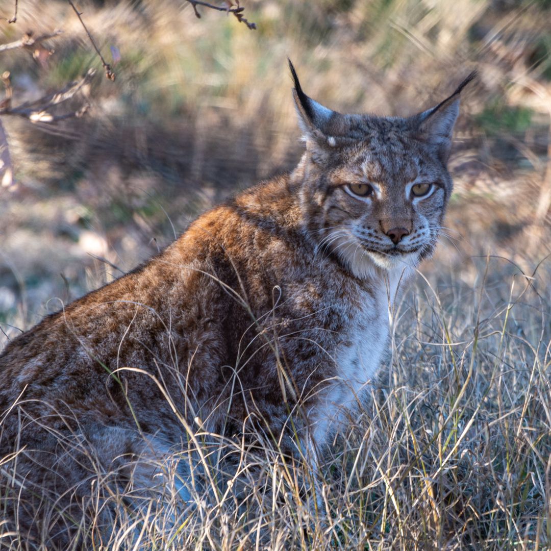 La increíble historia de 'Flora', la lince de 17 años que transformó la vida de cuatro cachorros huérfanos