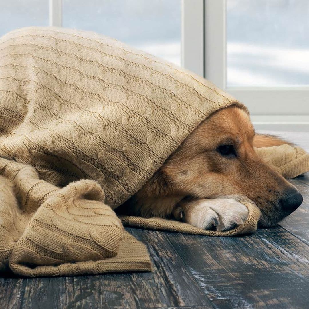 ¿Qué señales nos indican que nuestro perro tiene frío?