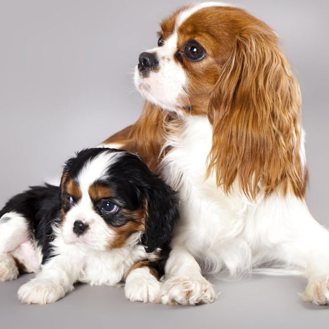 cavalier