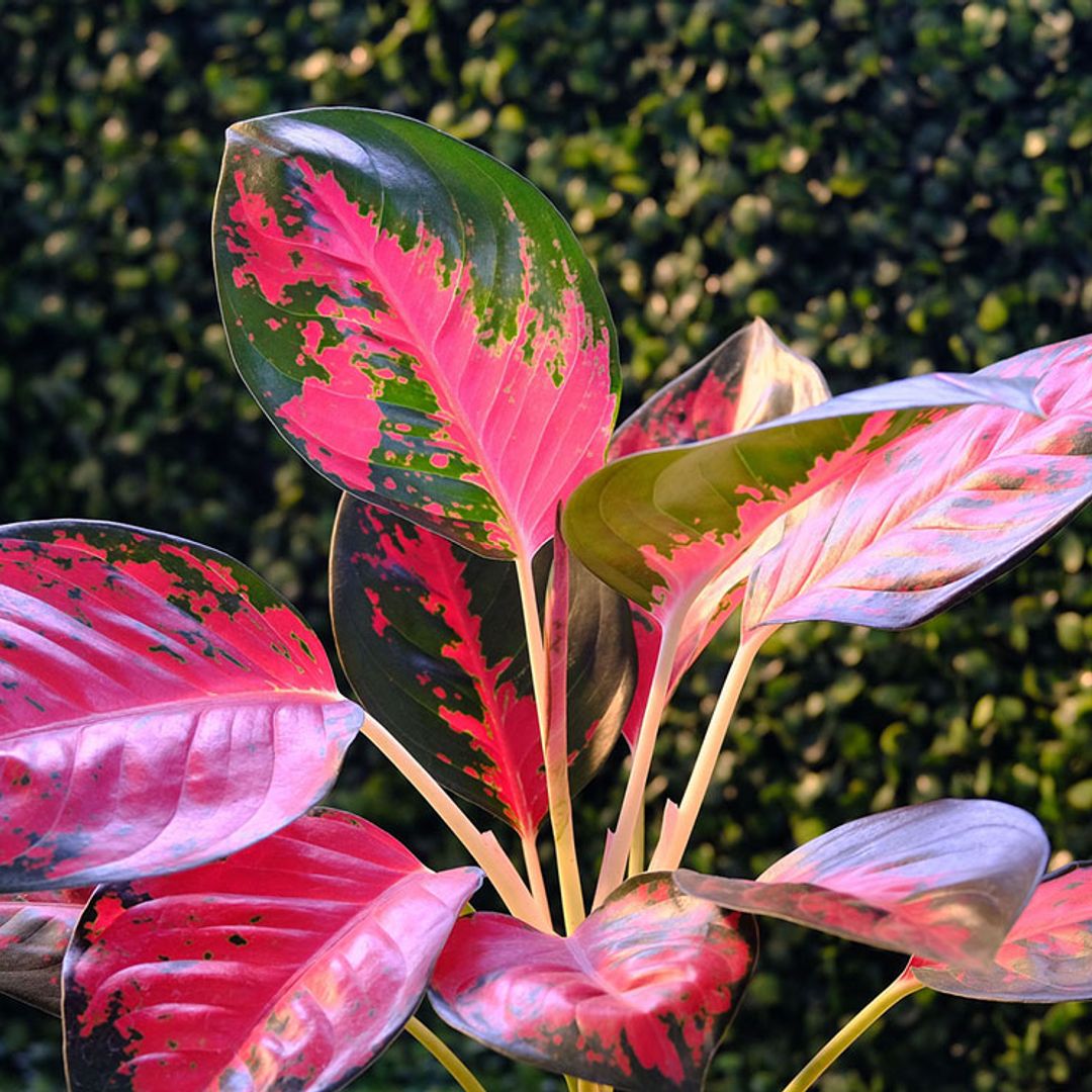 Aglaonema, una planta de interior apta para espacios con poca luz