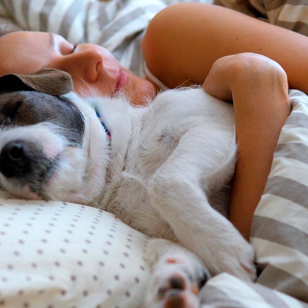 Colecho con tu perro o gato: aprende a regularlo