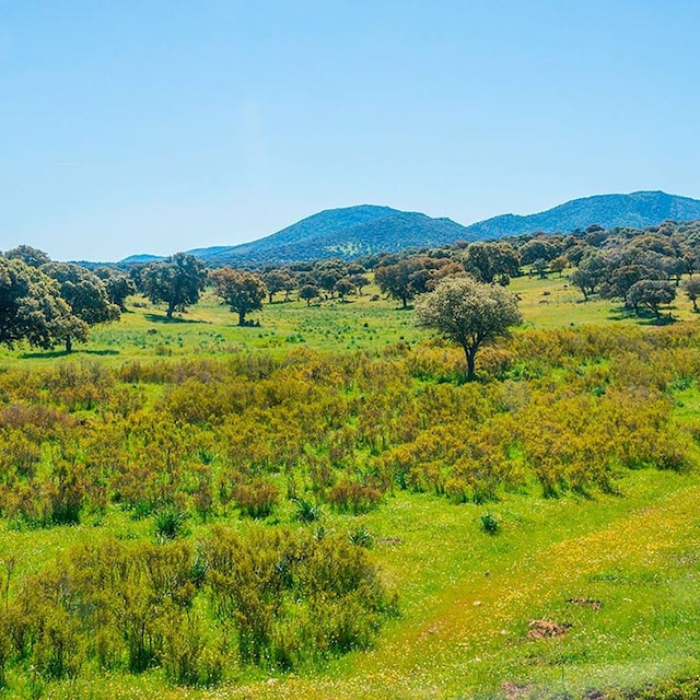 alcudia paisaje