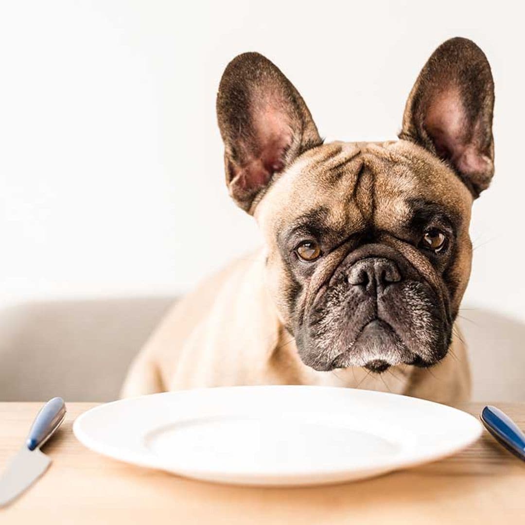 El perro 'vegetariano' que dejó en evidencia a su dueña en directo