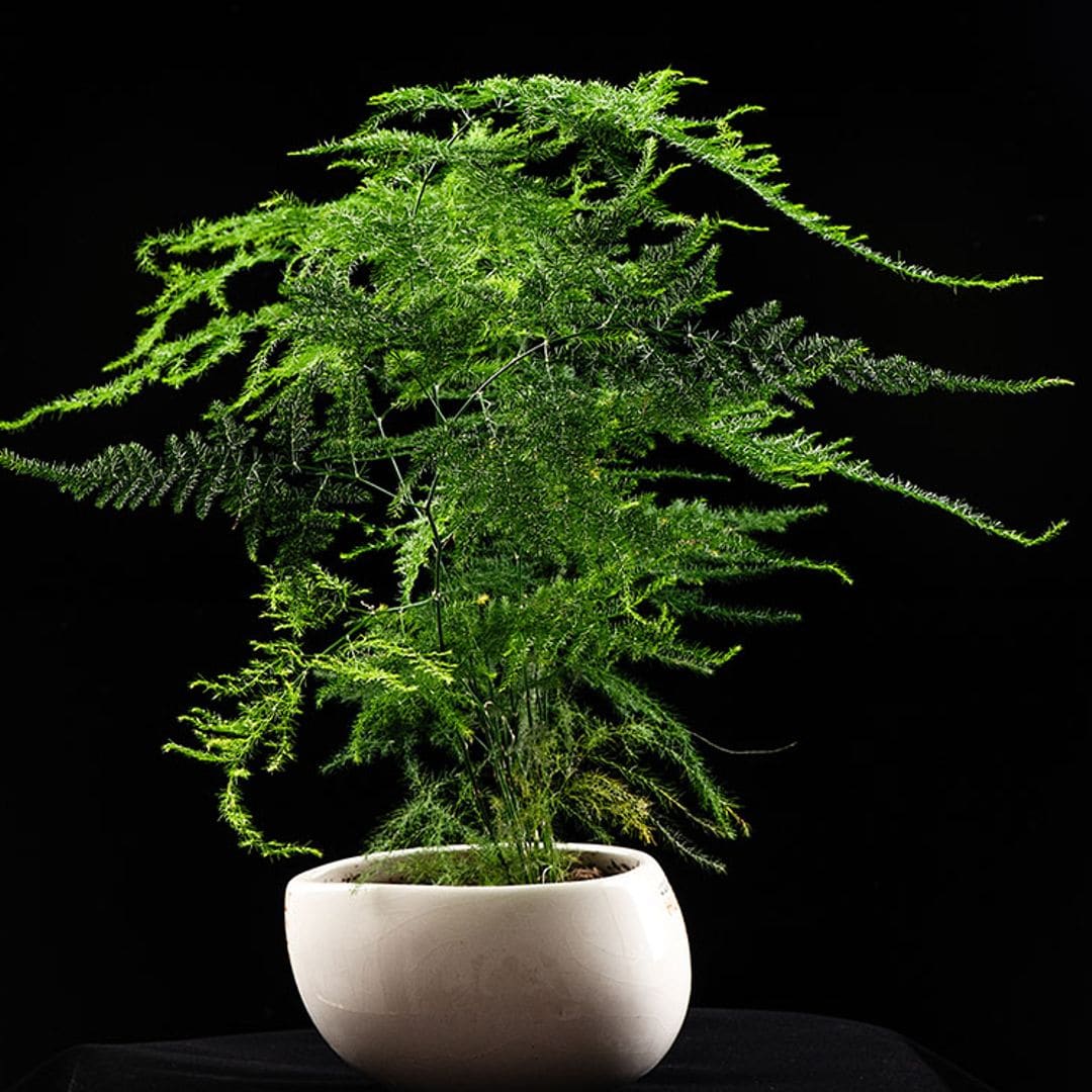 Esparraguera, una planta peculiar muy fácil de cultivar en casa