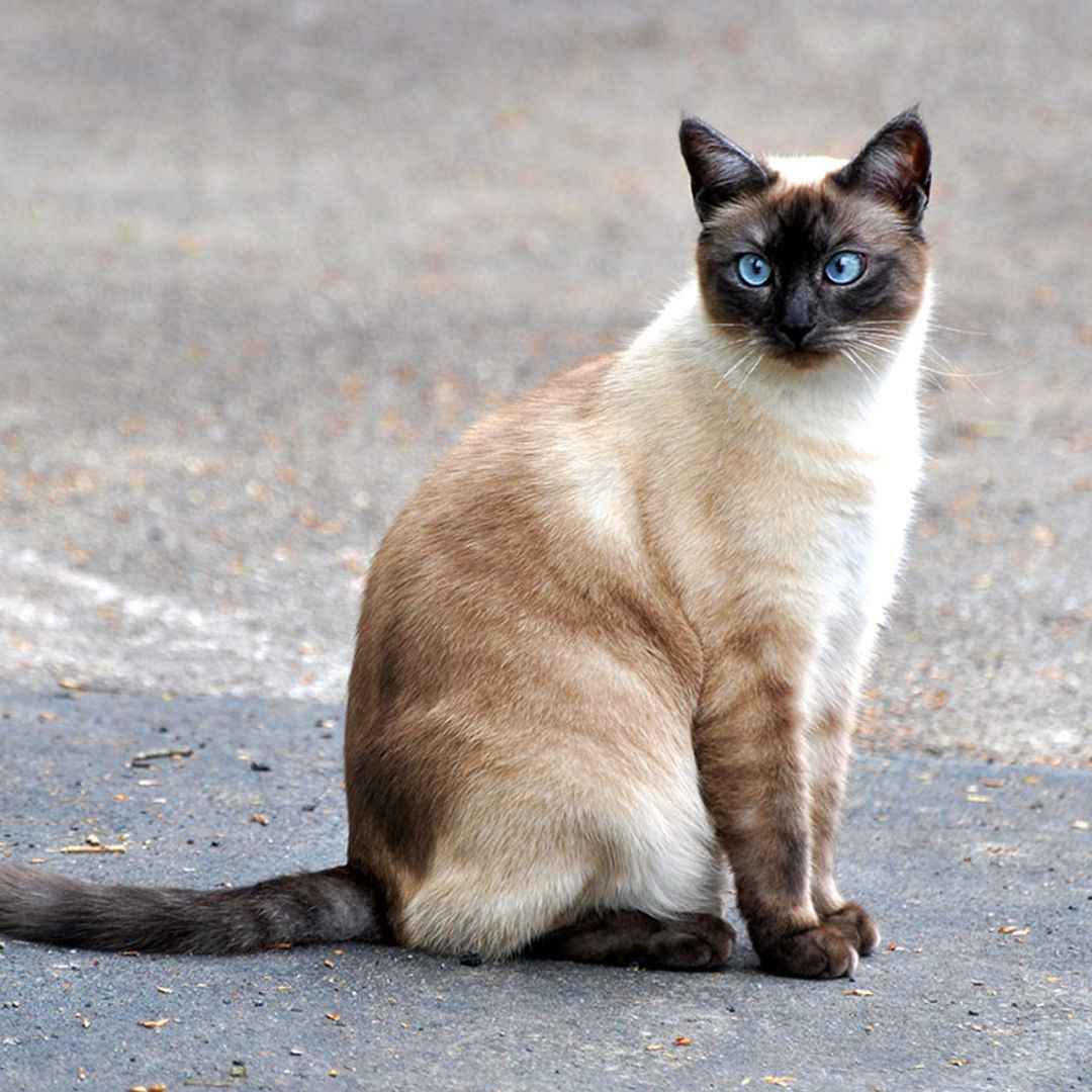 La travesura de un gatito que le pudo haber costado el trabajo a sus dueñas