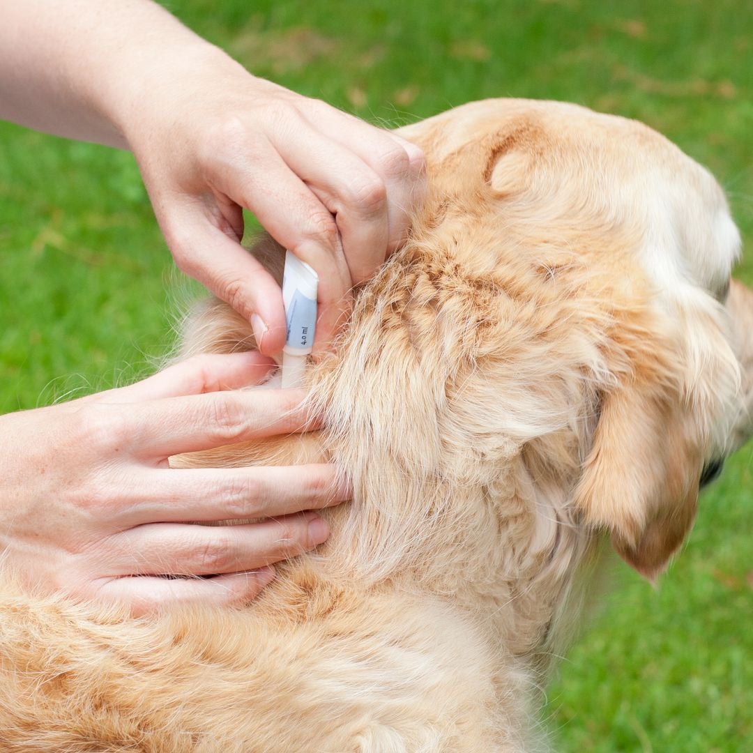 Leishmaniasis en perros: cómo identificar y prevenir esta enfermedad