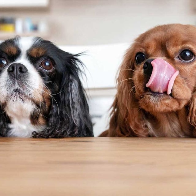 perros glotones
