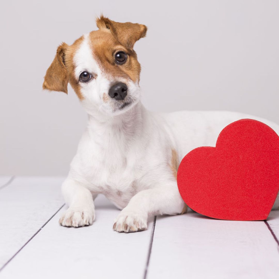 Enfermedades cardiacas en perros: ¿a qué razas afectan más?