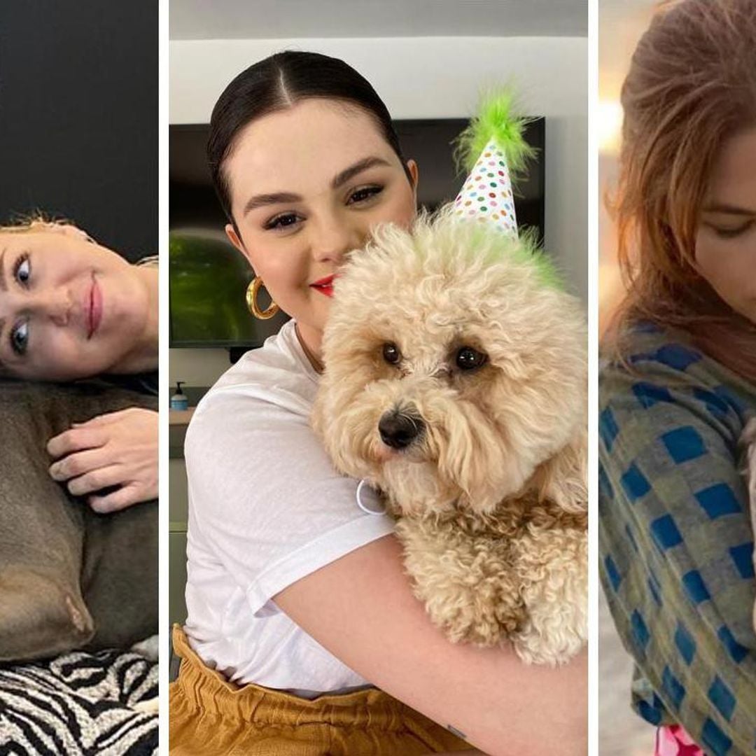 10 famosos que adoptaron un perrito sin hogar