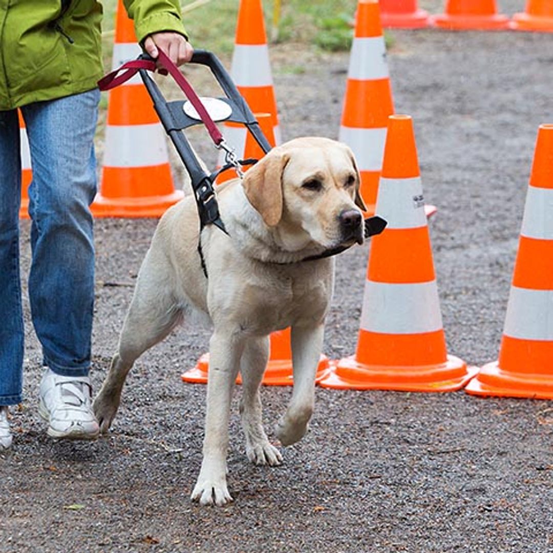 Así son los perros más trabajadores