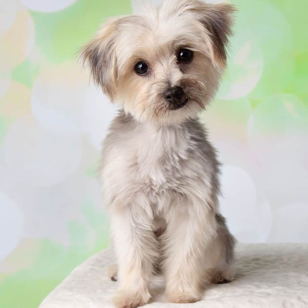 ¿Aún no conoces al perro maltipoo? Es una nueva raza de perro creada para enamorar
