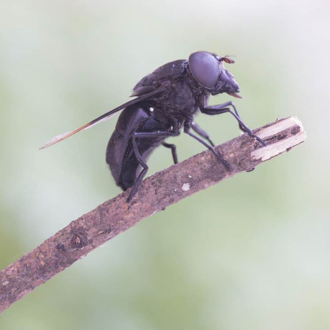 Cómo evitar la temida mordedura de la mosca negra