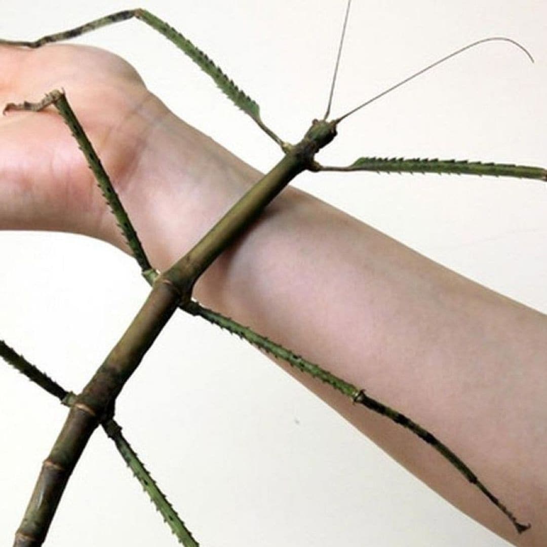 Un insecto palo de récord: mide más que un brazo humano y tiene asombrada a la ciencia y las redes sociales
