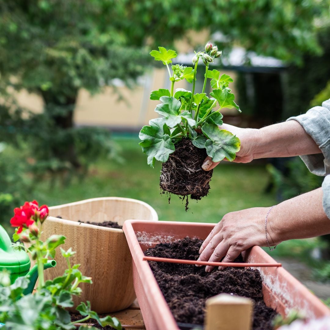 Mujer trasplantando una planta.