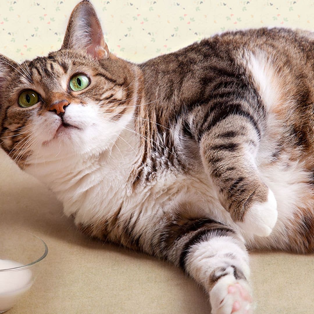 Cómo actuar si tu gato tiene sobrepeso