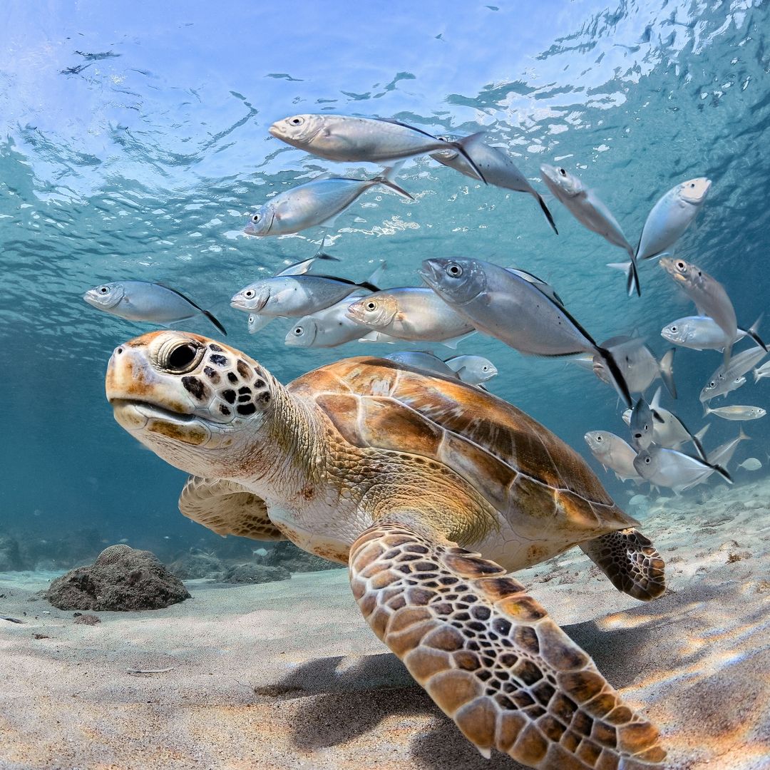 Tortuga en Maldivas