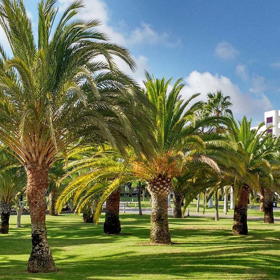 Así puedes cultivar palmeras de exterior en tu jardín