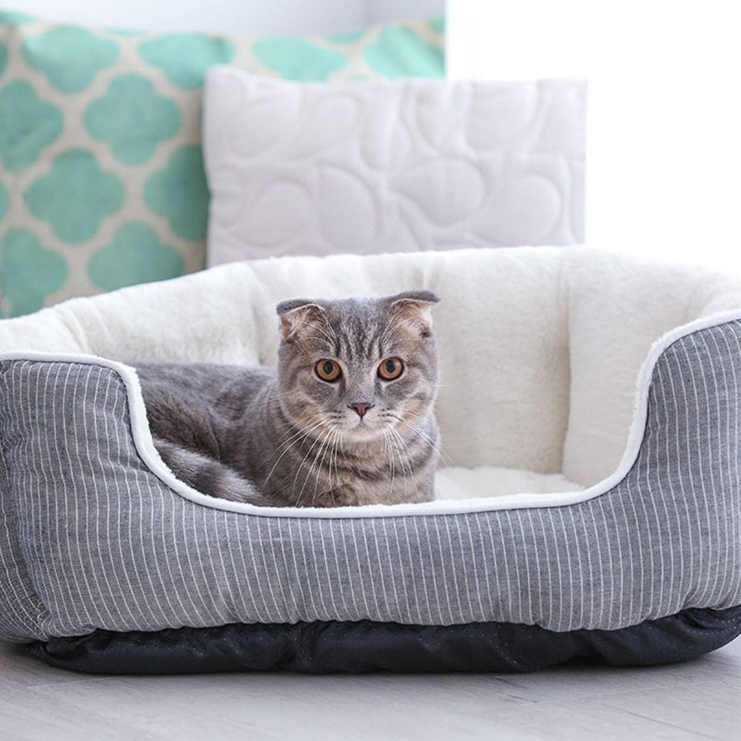 ¿Sabes cómo convencer a tu gato para que duerma en su propia cama?