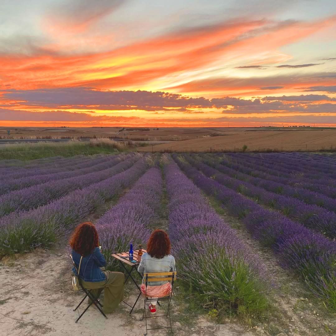 Floración de la lavanda en Tiedra, Valladolid