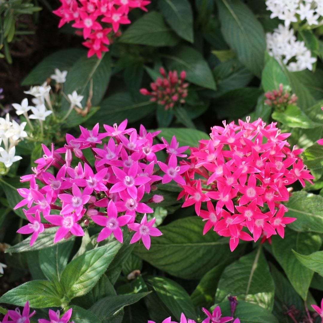 La planta que lo tiene todo: es vistosa, fácil de cuidar y transforma tu jardín sin apenas esfuerzo