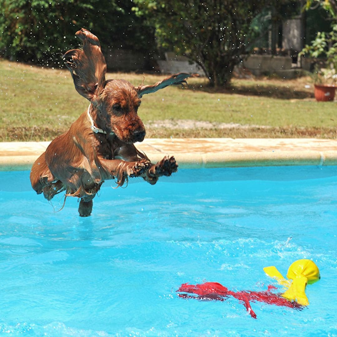 Cocker spaniel inglés: Un amigo cariñoso con vocación de cazador
