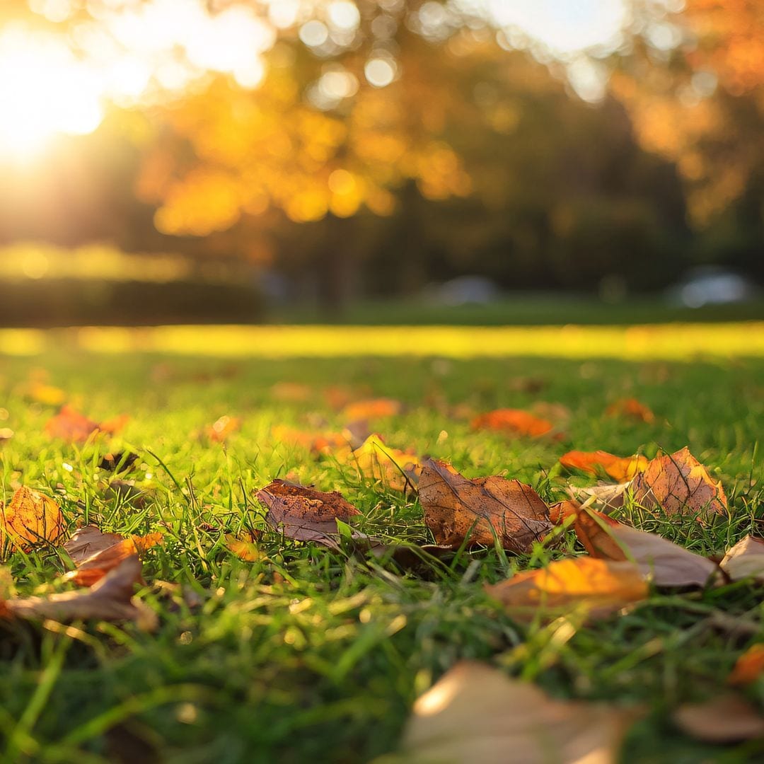 Cómo cuidar tu césped en otoño: claves para que luzca sano y frondoso en primavera