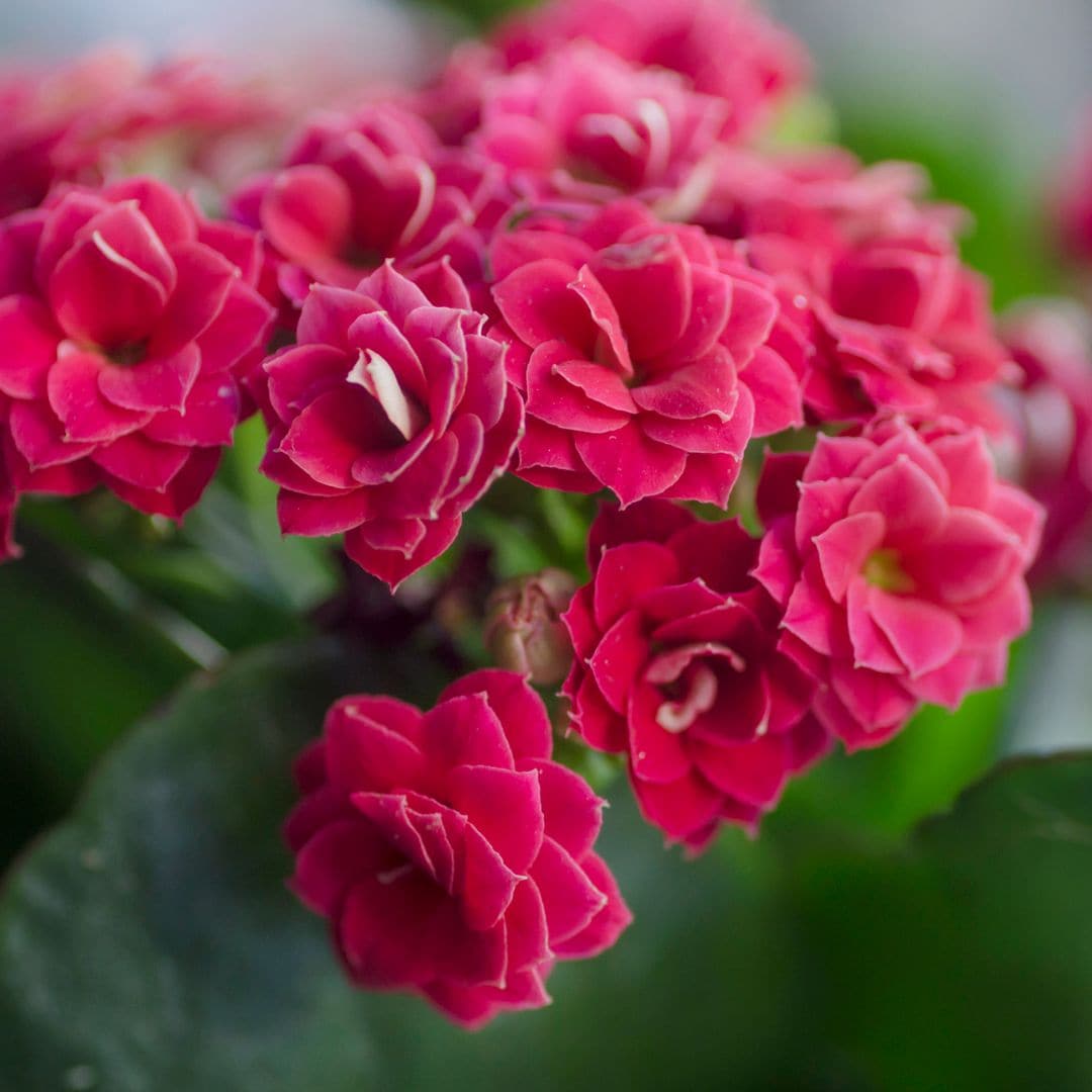 Kalanchoe: cuidados, beneficios y propiedades de esta planta suculenta