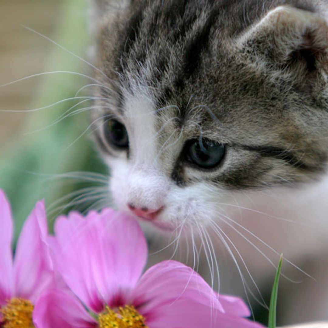 Si tienes gatos… cuidado con las plantas que tienes en casa