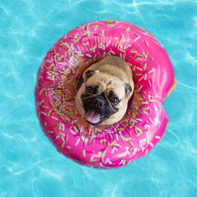 razas perro calor