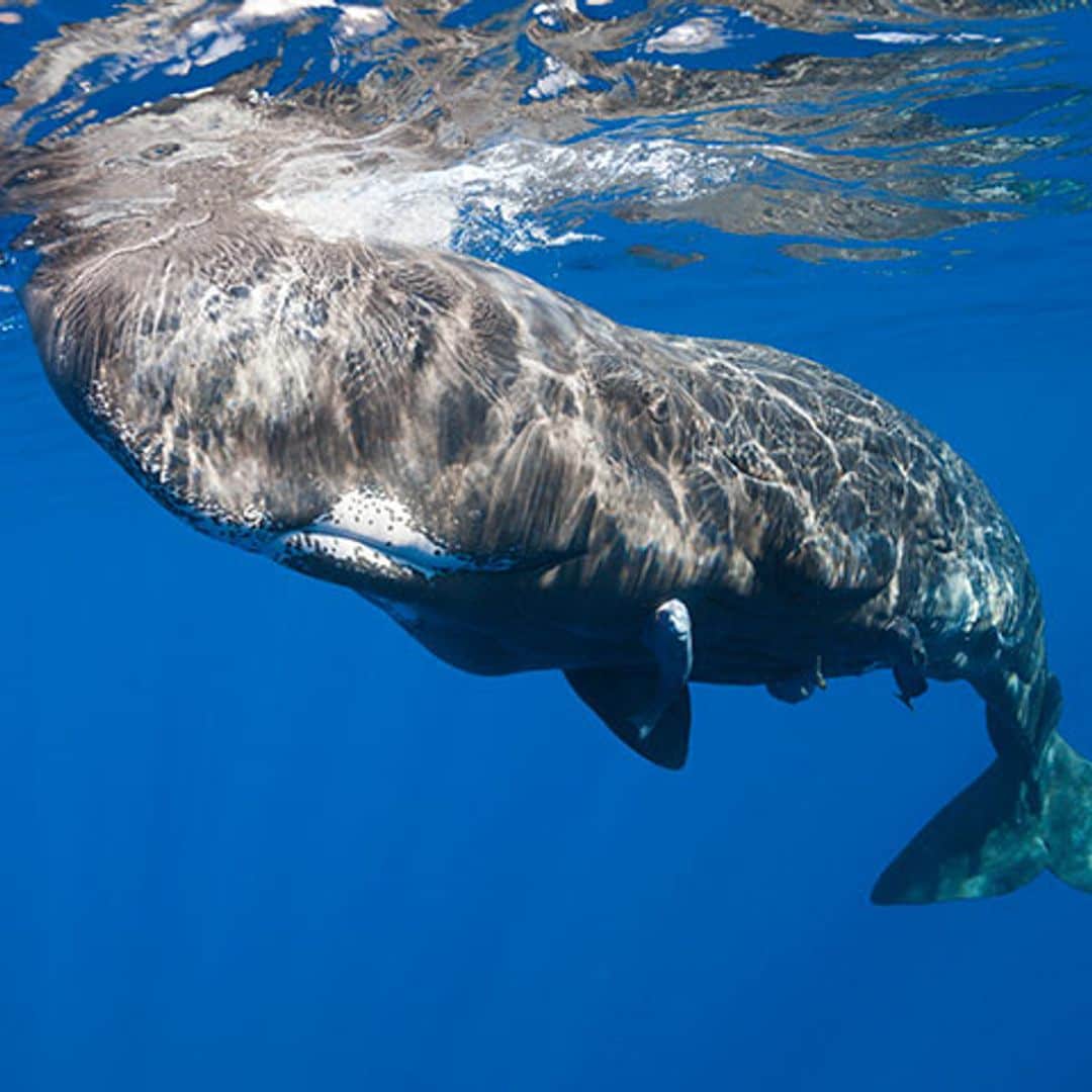 El peligro de los sónares navales para las ballenas