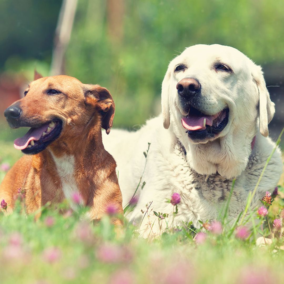 Una nueva fórmula para calcular 'los años humanos' de tu perro