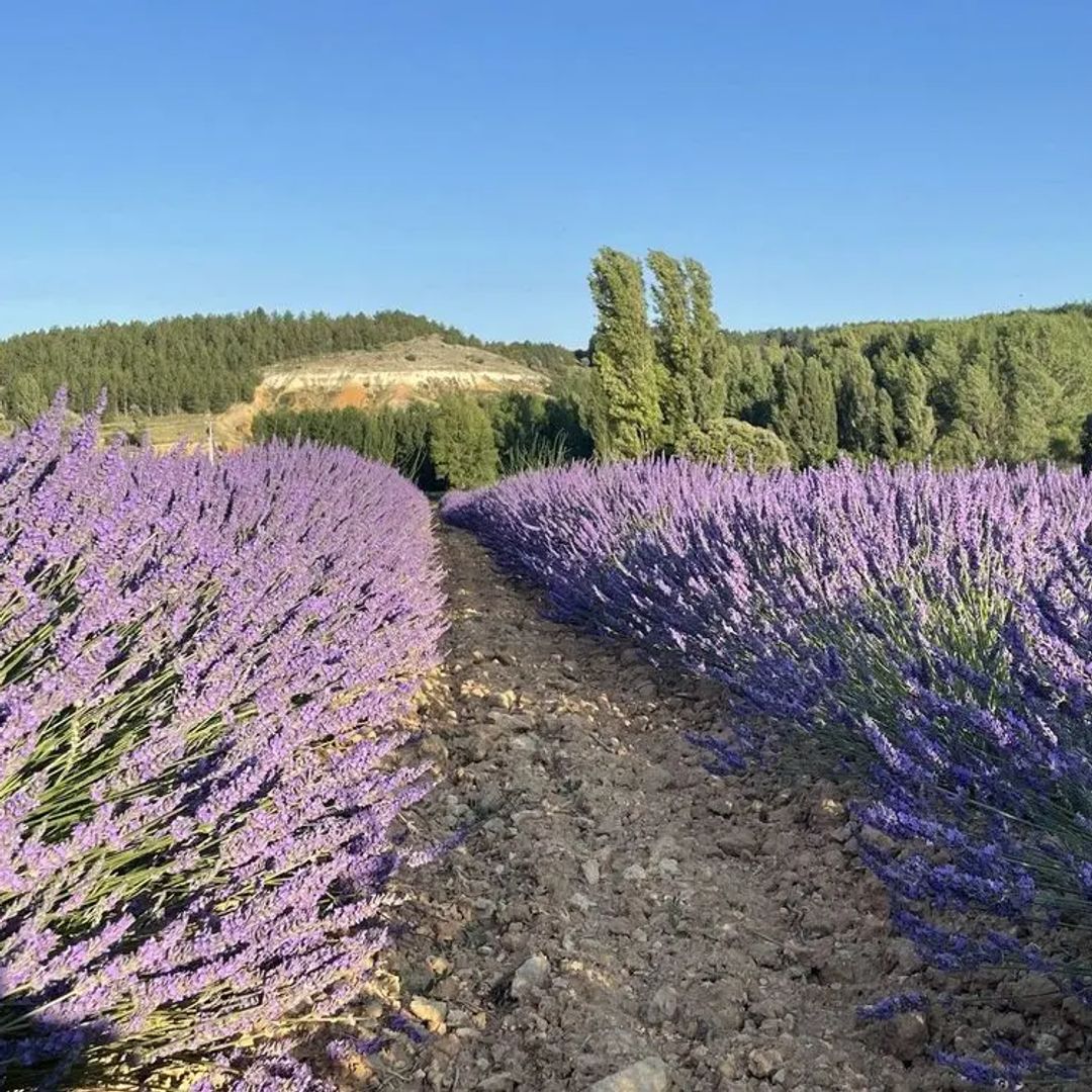 Campos de lavanda de Caleruega, Burgos
