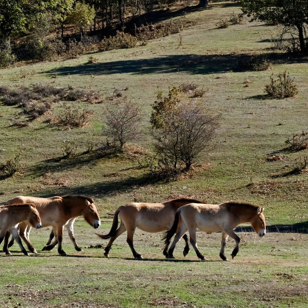 Caballos Przewalsky, Paleolítico Vivo, Salguero de Juarros, Burgos