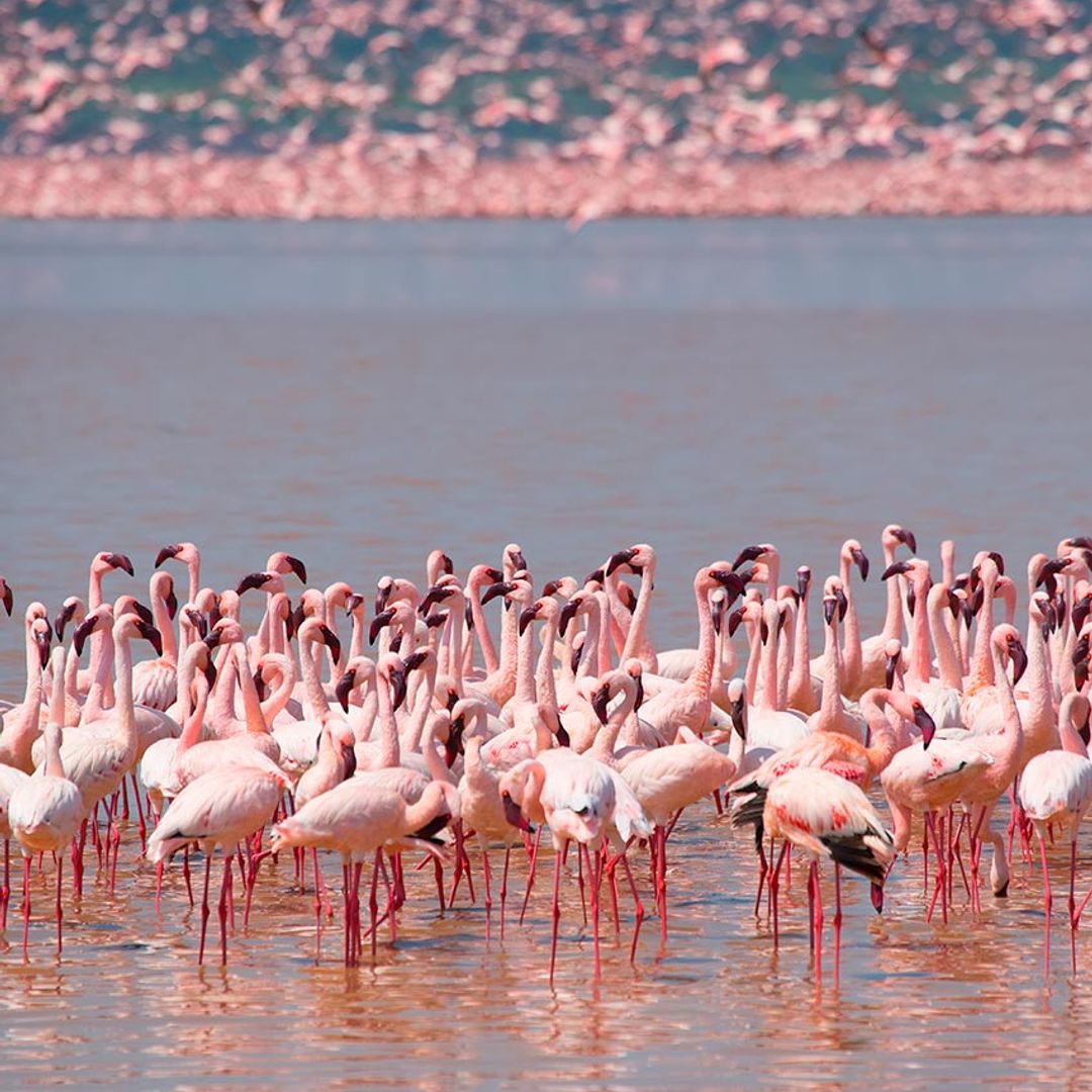 lago nakuru